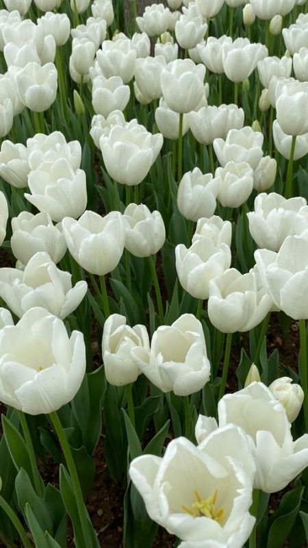anh-hoa-Tulip-6