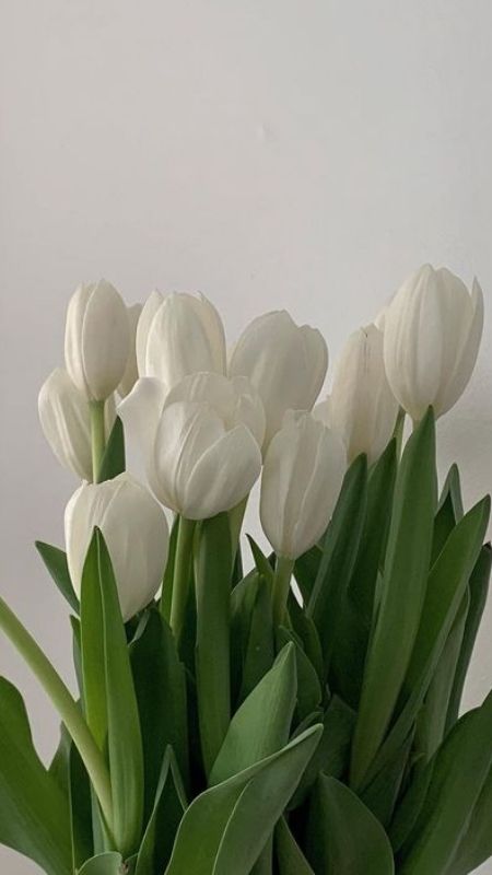 anh-hoa-Tulip-26