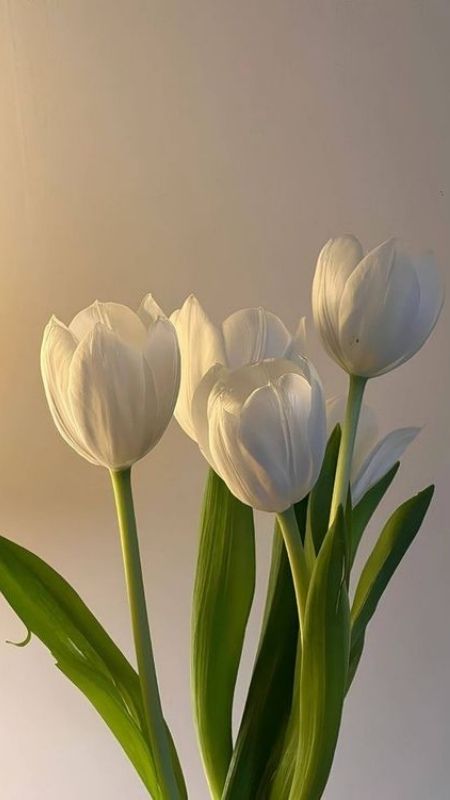 anh-hoa-Tulip-53