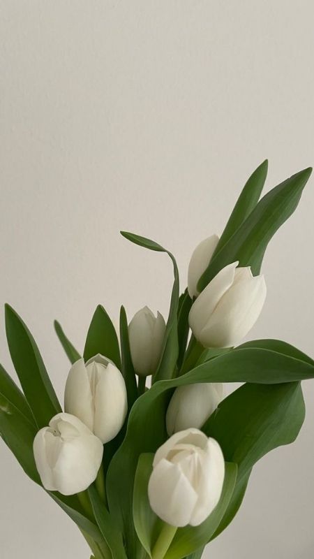 anh-hoa-Tulip-38