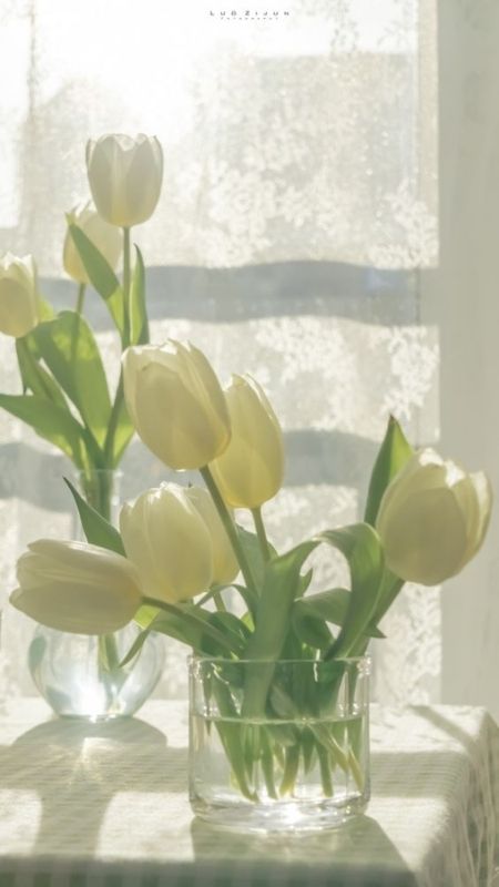 anh-hoa-Tulip-77