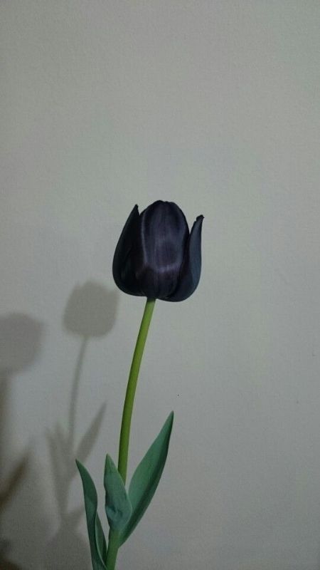 anh-hoa-Tulip-61