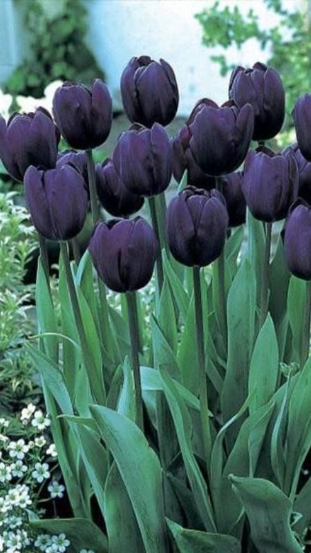 anh-hoa-Tulip-64
