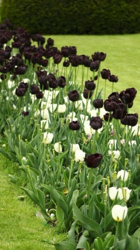 anh-hoa-Tulip-65