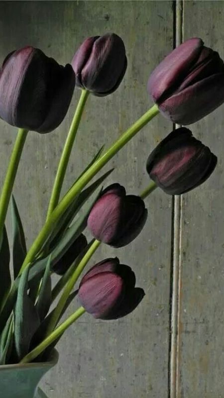 anh-hoa-Tulip-68