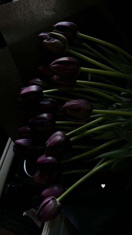anh-hoa-Tulip-69