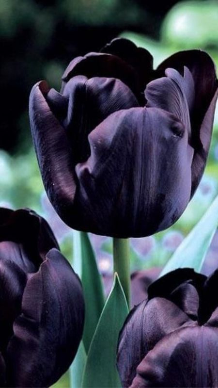 anh-hoa-Tulip-70