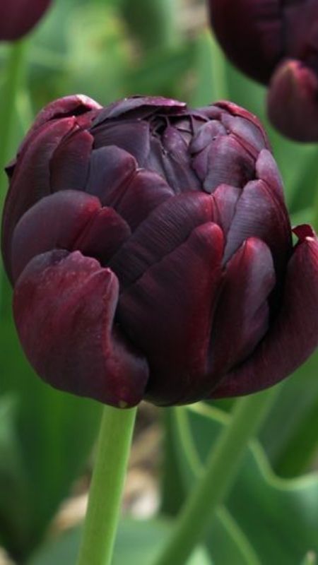 anh-hoa-Tulip-71