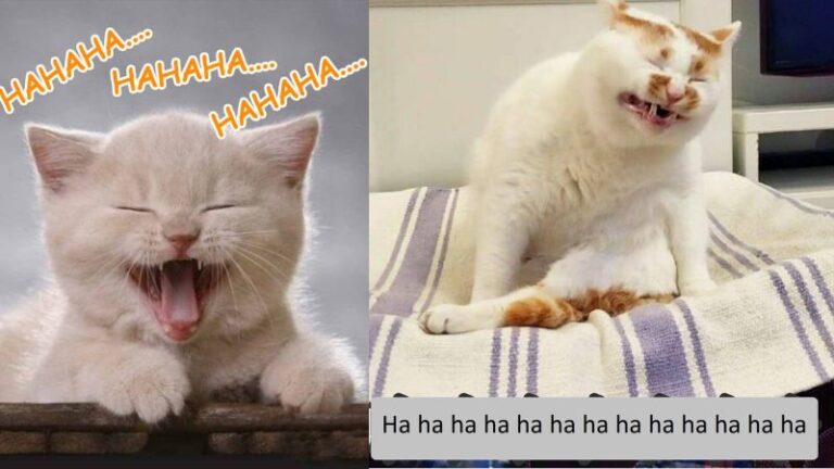 Tổng hợp 200+ Meme Mới Nhất 2025: Hài Hước, Cute, Bựa, Deep