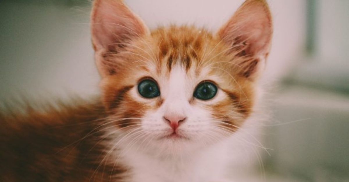 199+ meme ảnh mèo cute trái tim, ngầu, dễ thương, ngộ nghĩnh, đen đẹp