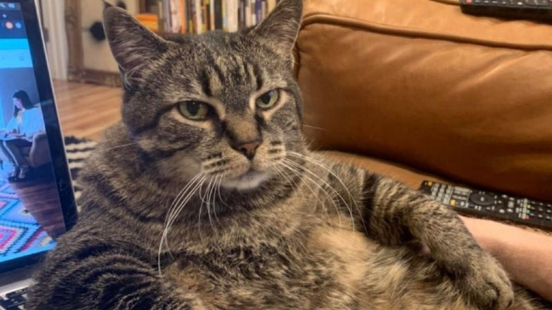 top-1000-anh-meo-bua-2