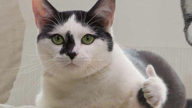 top-1000-anh-meo-bua-3