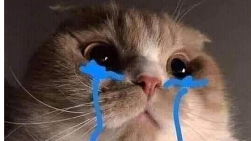 top-1000-anh-meo-bua-40