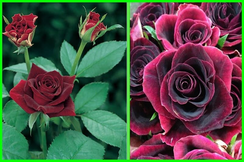 tai-anh-hoa-hong-dep-21