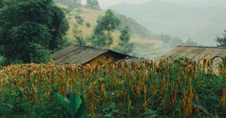 hinh-anh-binh-yen-lang-que-tinh-lang-44