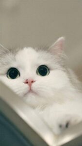 [CẬP NHẬT 2024] 299+ Ảnh Mèo Cute, Ngầu, Meme Hài Hước 4K Đẹp Nhất
