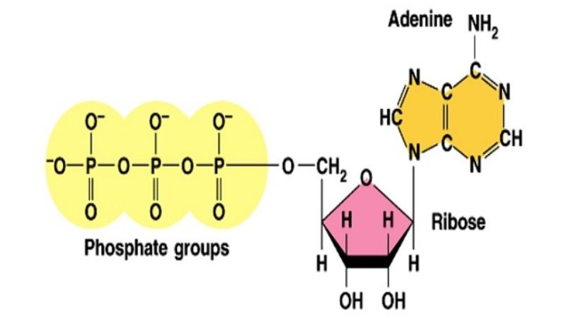 atp-la-gi-2