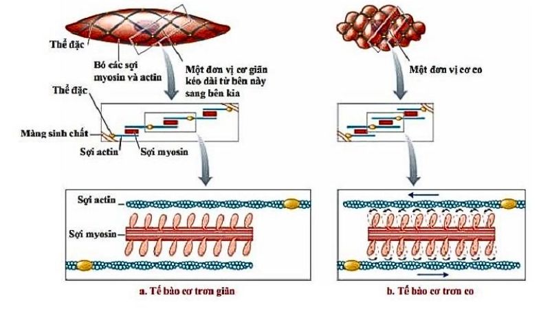 atp-la-gi-4