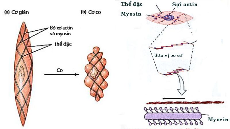 atp-la-gi-5