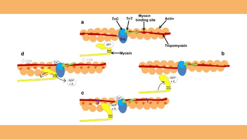 atp-la-gi-7