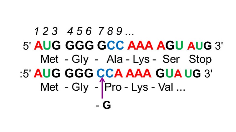 dot-bien-gen-la-gi-5