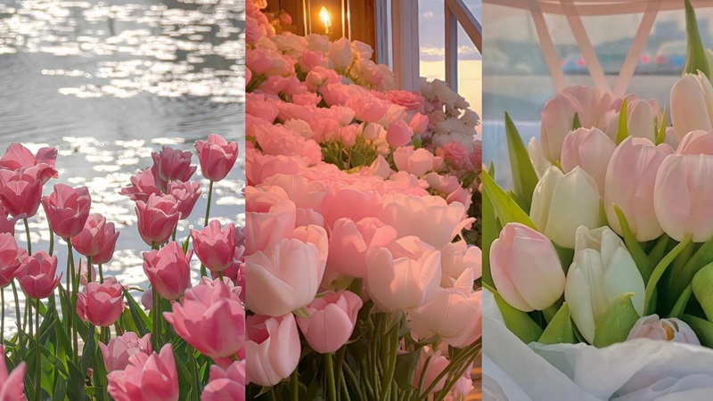 Tải ảnh hoa đẹp về điện thoại - Hình nền hoa tulip đẹp