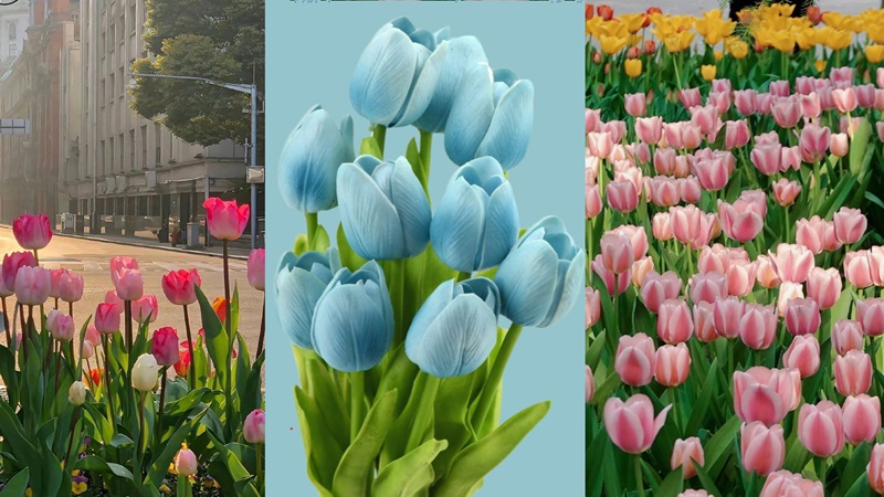 Tải ảnh hoa đẹp về điện thoại - Hình nền hoa tulip đẹp