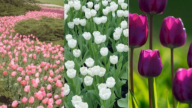 Hình nền hoa tulip mang nhiều ý nghĩa đặc biệt