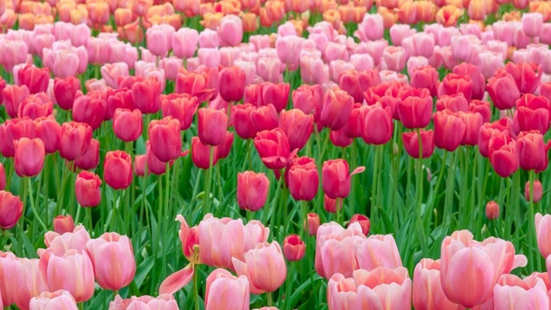 Hình nền hoa tulip mang nhiều ý nghĩa đặc biệt