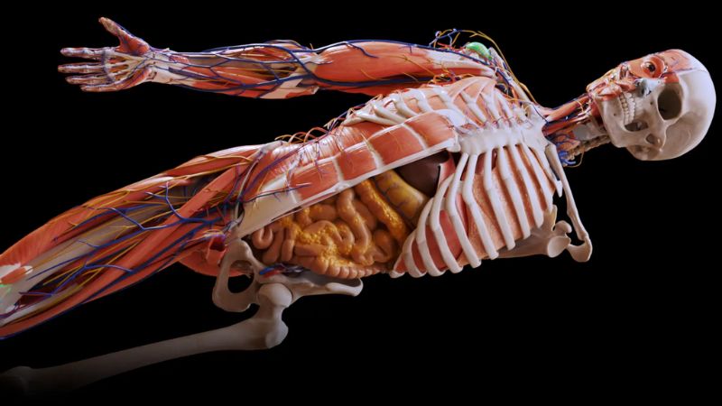 tai-phan-mem-anatomy-1