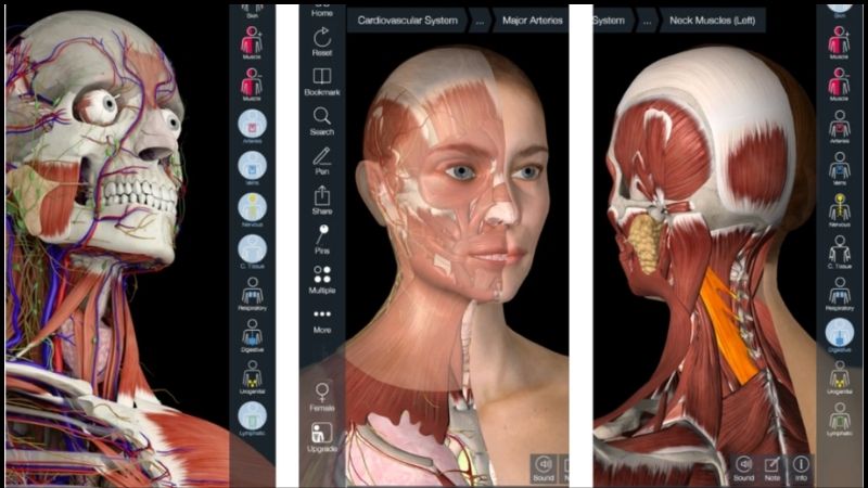 tai-phan-mem-anatomy-12