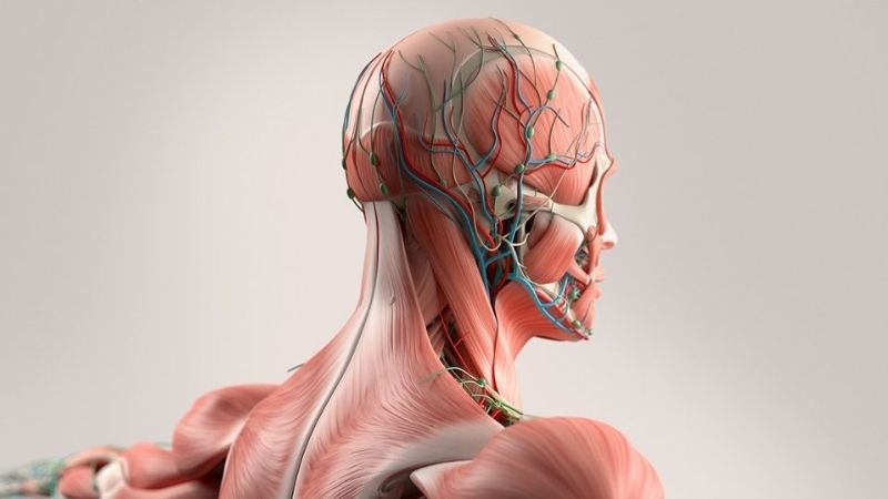 tai-phan-mem-anatomy-14