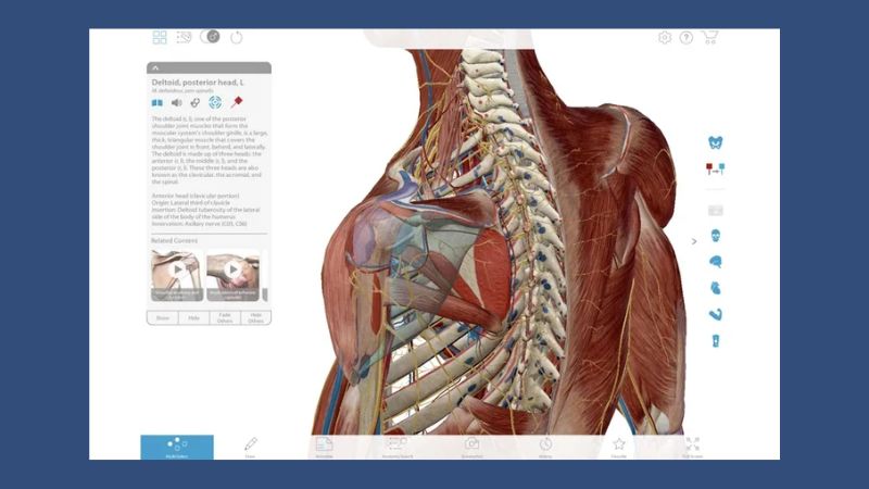 tai-phan-mem-anatomy-16