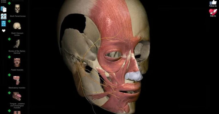 tai-phan-mem-anatomy