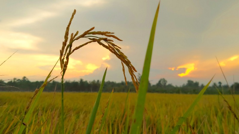 tai-hinh-anh-binh-minh-dep-nhat-32