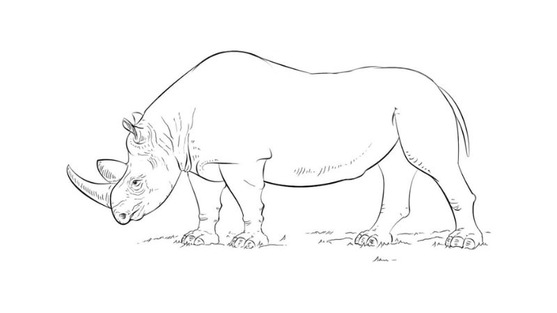 tai-tranh-to-mau-con-vat-de-thuong-cho-be-22