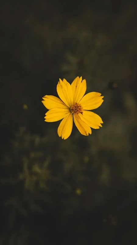 hinh-nen-iphone-16-22