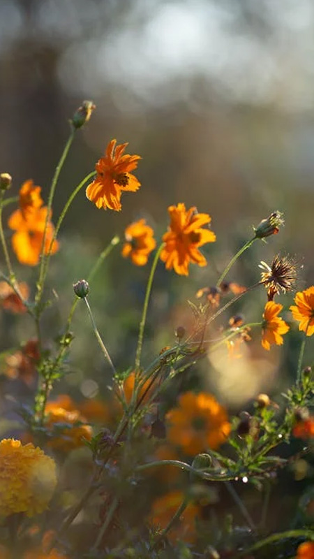 hinh-nen-iphone-16-23