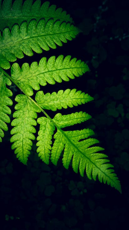 hinh-nen-iphone-16-26