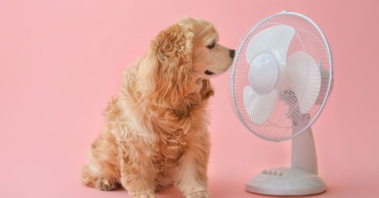 quat-nang-luong-mat-troi-thumb