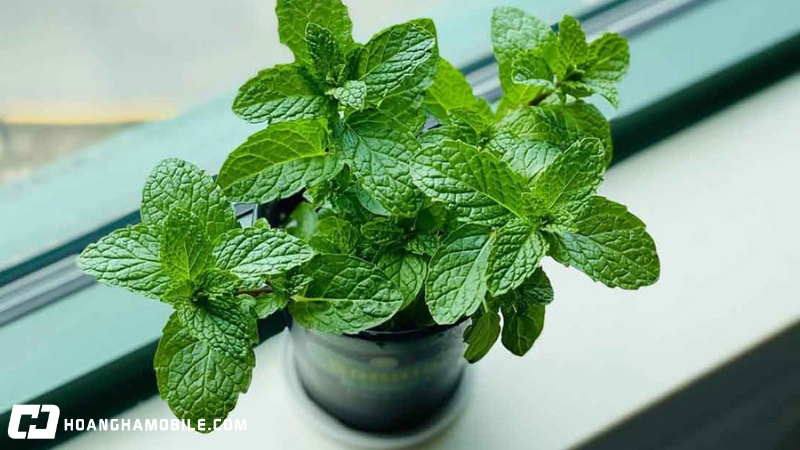 20-cach-duoi-muoi-an-toan-hieu-qua-va-tan-goc-ngay-tai-nha-11