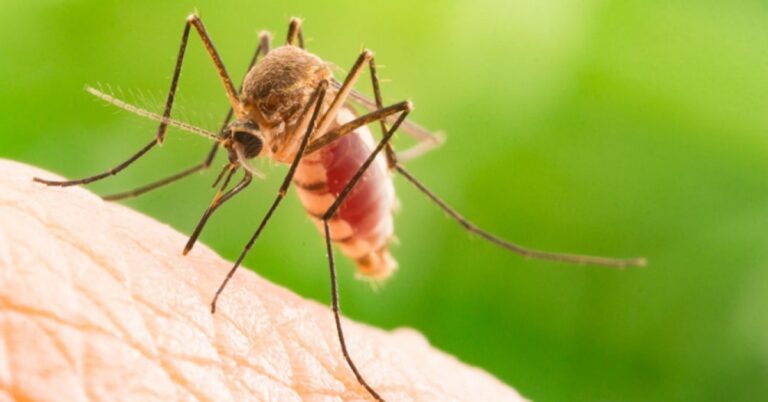 20-cach-duoi-muoi-an-toan-hieu-qua-va-tan-goc-ngay-tai-nha-21