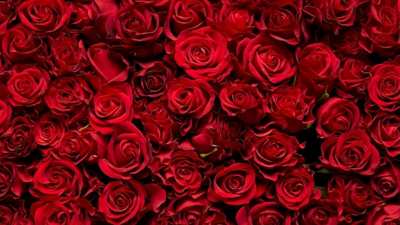 y-nghia-hoa-hong-20-min