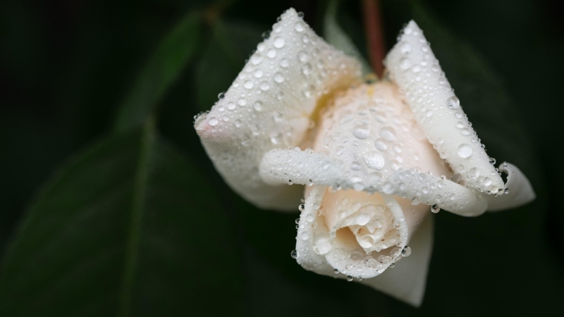 y-nghia-hoa-hong-trang-10