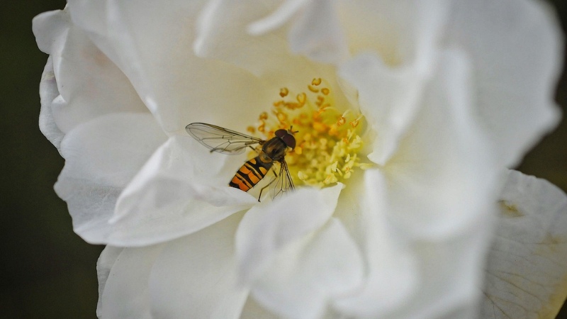 y-nghia-hoa-hong-trang-11