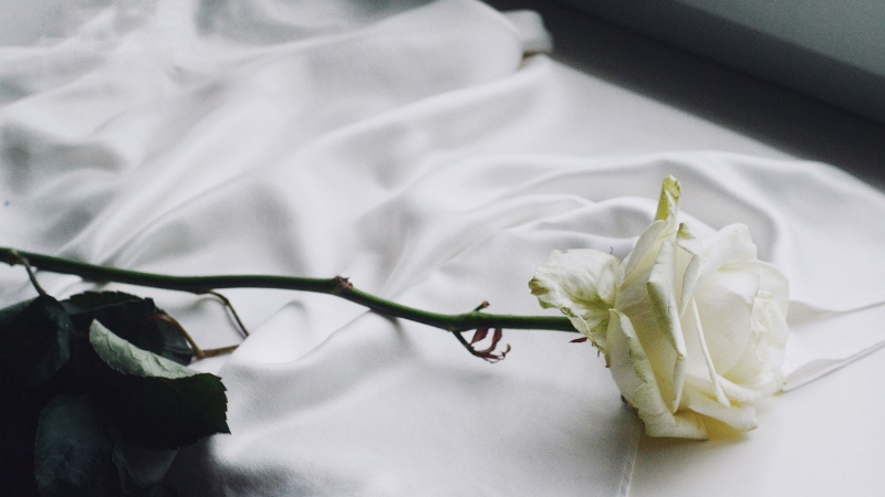 y-nghia-hoa-hong-trang-12