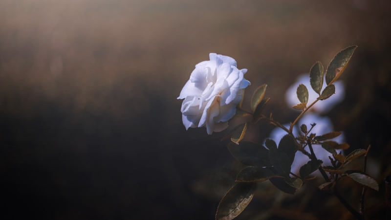 y-nghia-hoa-hong-trang-13