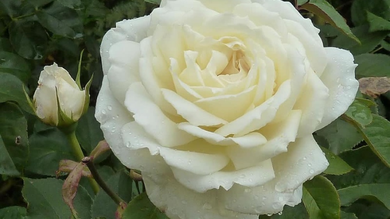 y-nghia-hoa-hong-trang-14