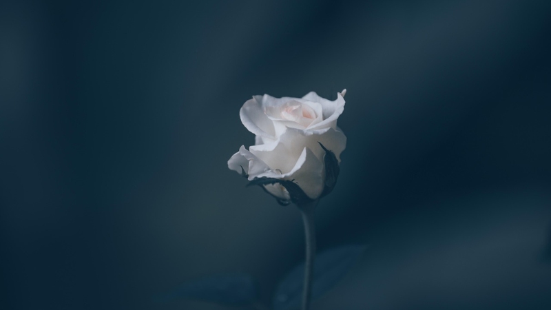 y-nghia-hoa-hong-trang-16