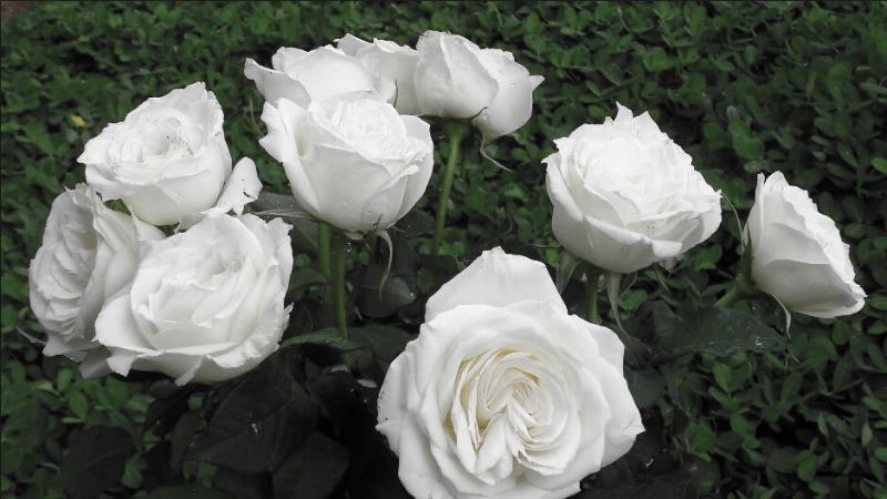 y-nghia-hoa-hong-trang-18